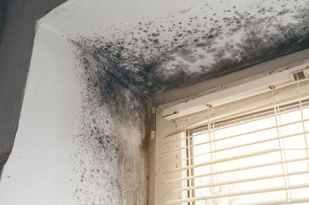 Affordable Hvac And Air Duct Mold Remediation solutions in Centreville, IL